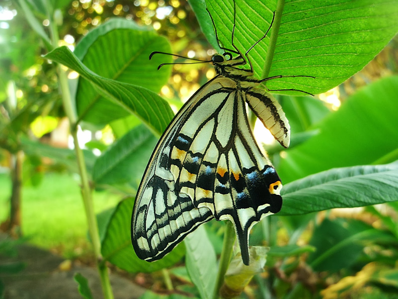 How do butterflies protect themselves?